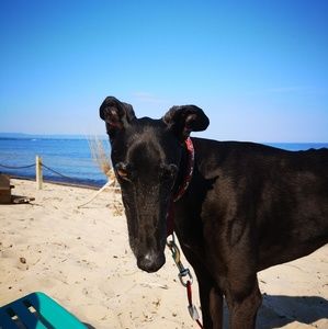 Meet your Posher, Sydney